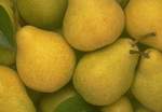Сбор, хранение яблок, груш, айвы и других семечковых плодов