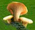 Как вырастить грибы лисички