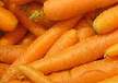 Морковь, выращивание и уход