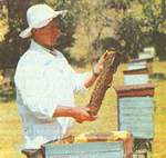 Пчелы на приусадебном участке (начинающему пчеловоду)