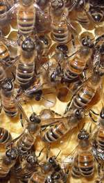 Пчелы на приусадебном участке (начинающему пчеловоду)