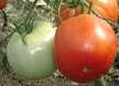 50-60 помидоров с куста