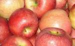 Сбор, хранение яблок, груш, айвы и других семечковых плодов