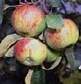Яблоня, выращивание, уход и хранение яблок